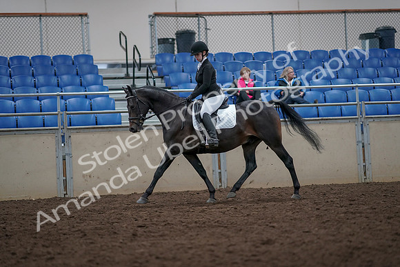 2019 Morgan Horse Show - Aug 31, 2019 - 16596