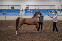 2019 Morgan Horse Show - Aug 31, 2019 - 01336