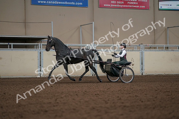 2019 Morgan Horse Show - Aug 31, 2019 - 04652