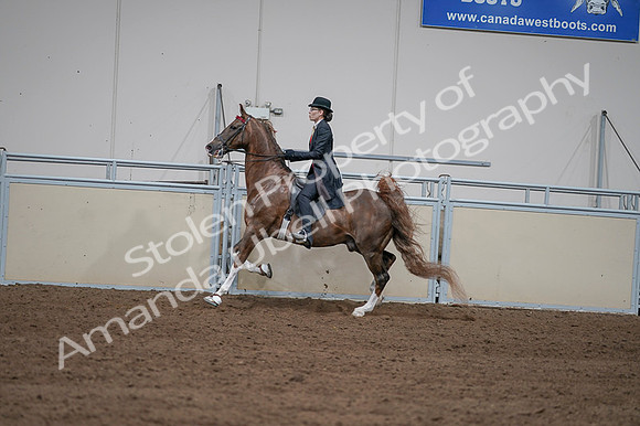 2020 - AB Morgan Horse - Fri, Sept 04 - 09621