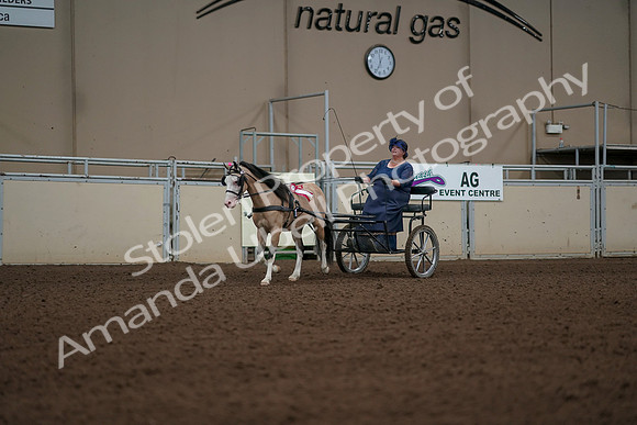 2019 Morgan Horse Show - Aug 31, 2019 - 04594