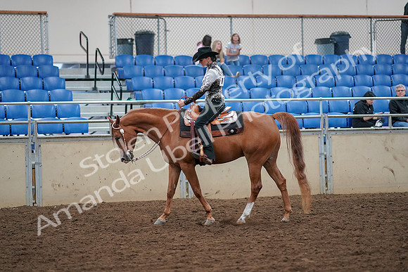 2019 Morgan Horse Show - Aug 30, 2019 - 16723