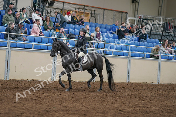 2020 - AB Morgan Horse - Sun, Sept 06 - 07764