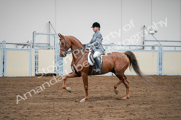 2020 - AB Morgan Horse - Sat, Sept 05 - 03293