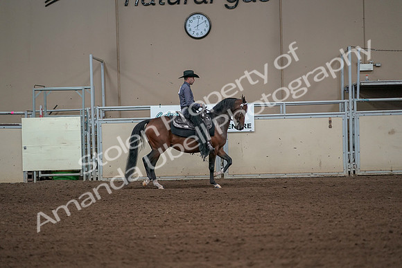 2019 Morgan Horse Show - Aug 31, 2019 - 06177
