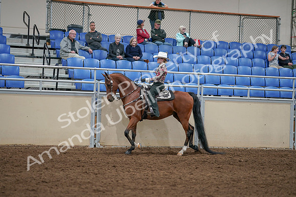 2020 - AB Morgan Horse - Fri, Sept 04 - 08314