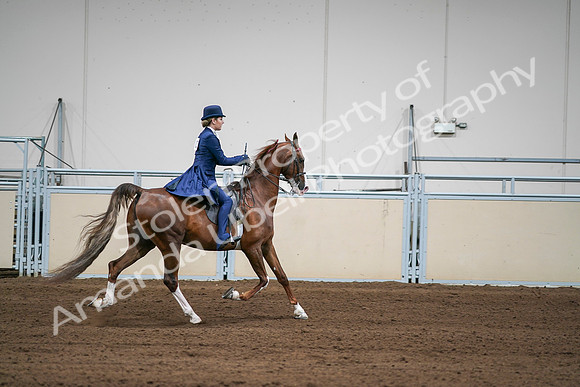 2020 - AB Morgan Horse - Sat, Sept 05 - 06342