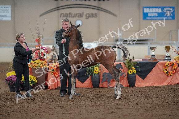 2019 Morgan Horse Show - Aug 30, 2019 - 24959