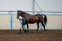 2020 - AB Morgan Horse - Fri, Sept 04 - 01000