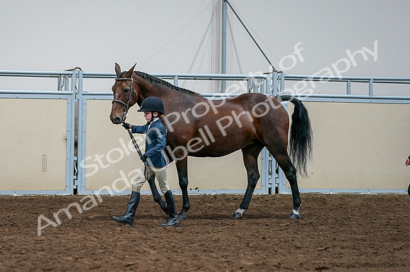 2020 - AB Morgan Horse - Fri, Sept 04 - 01000