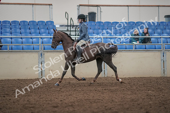 2019 Morgan Horse Show - Aug 31, 2019 - 07292