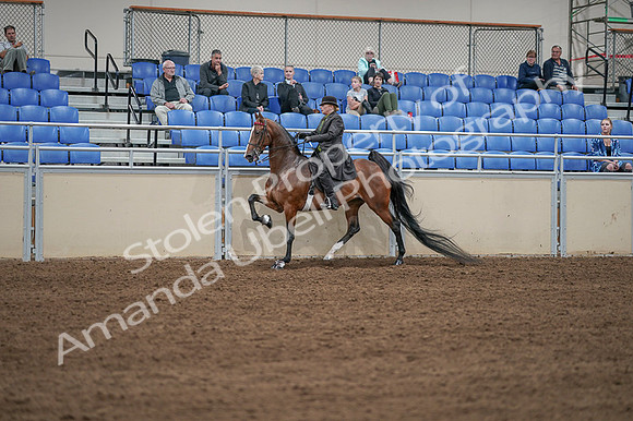2020 - AB Morgan Horse - Fri, Sept 04 - 09630