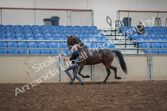2019 Morgan Horse Show - Aug 31, 2019 - 03647