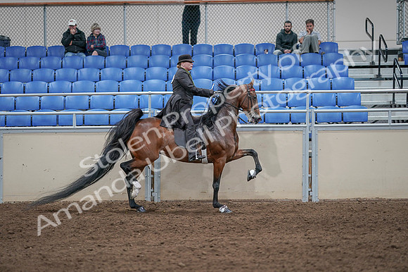 2020 - AB Morgan Horse - Fri, Sept 04 - 09829