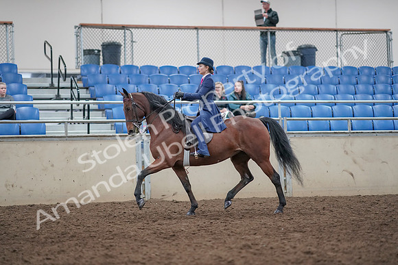 2019 Morgan Horse Show - Aug 31, 2019 - 09294