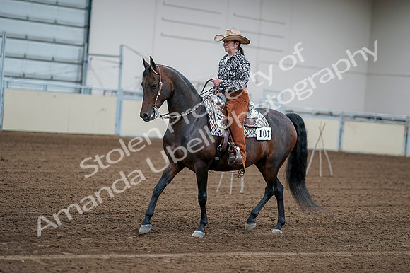 2020 - AB Morgan Horse - Fri, Sept 04 - 00051