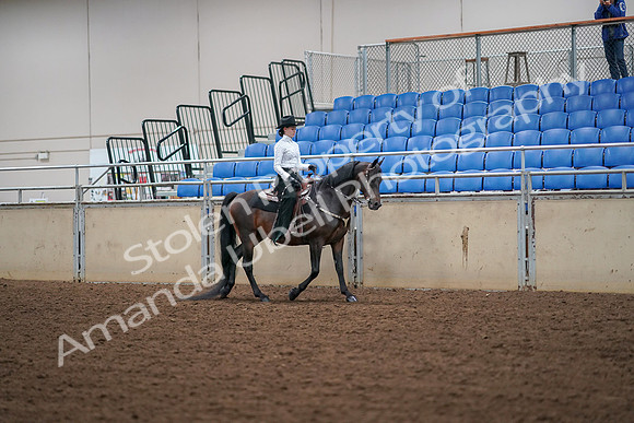 2019 Morgan Horse Show - Aug 30, 2019 - 17074