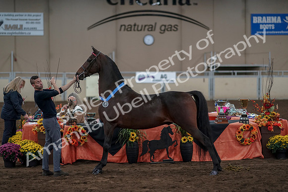 2019 Morgan Horse Show - Aug 31, 2019 - 01430