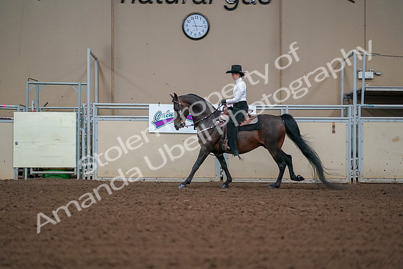 2019 Morgan Horse Show - Aug 30, 2019 - 16842