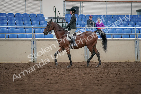 2019 Morgan Horse Show - Aug 30, 2019 - 20263