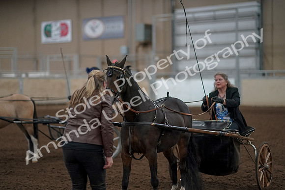 2019 Morgan Horse Show - Aug 31, 2019 - 04550