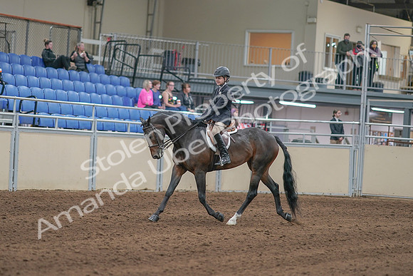 2020 - AB Morgan Horse - Sun, Sept 06 - 00878