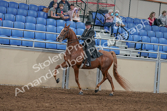 2020 - AB Morgan Horse - Fri, Sept 04 - 11441