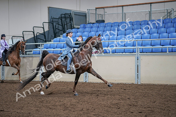 2020 - AB Morgan Horse - Fri, Sept 04 - 05057