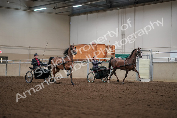 2019 Morgan Horse Show - Aug 30, 2019 - 13390