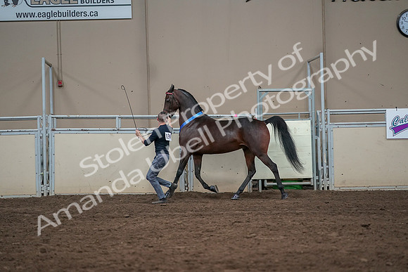 2019 Morgan Horse Show - Aug 31, 2019 - 01435