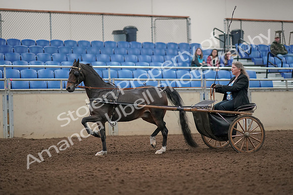 2019 Morgan Horse Show - Aug 31, 2019 - 04391