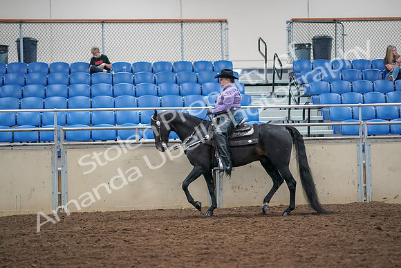 2019 Morgan Horse Show - Aug 30, 2019 - 16749