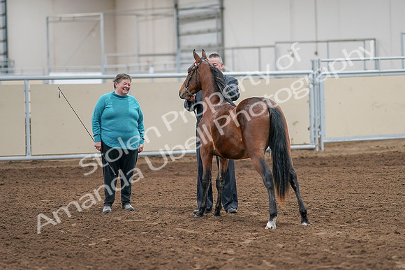 2020 - AB Morgan Horse - Sat, Sept 05 - 00111