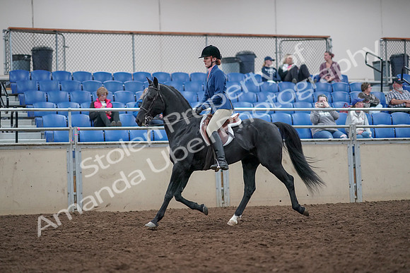 2019 Morgan Horse Show - Aug 31, 2019 - 16600