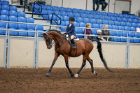 2020 - AB Morgan Horse - Fri, Sept 04 - 04479