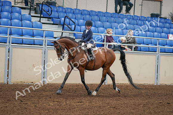 2020 - AB Morgan Horse - Fri, Sept 04 - 04479