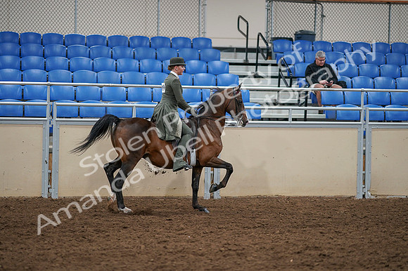 2020 - AB Morgan Horse - Fri, Sept 04 - 03447