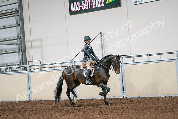 2020 - AB Morgan Horse - Sun, Sept 06 - 08066