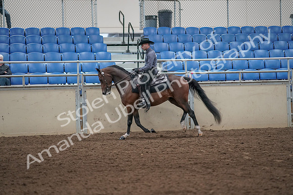 2019 Morgan Horse Show - Aug 31, 2019 - 06102