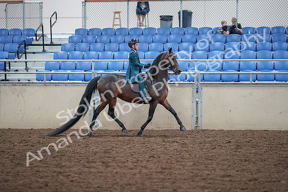 2019 Morgan Horse Show - Aug 30, 2019 - 18171