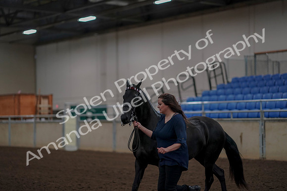 2019 Morgan Horse Show - Aug 31, 2019 - 00512