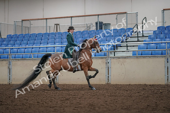 2019 Morgan Horse Show - Aug 30, 2019 - 28065
