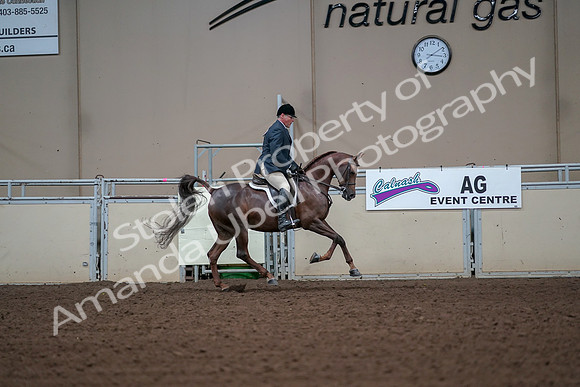 2019 Morgan Horse Show - Aug 30, 2019 - 17591