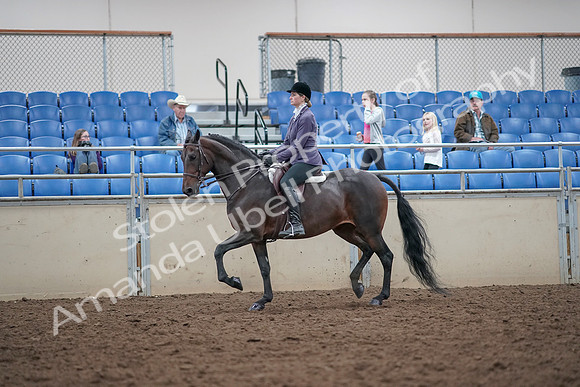 2019 Morgan Horse Show - Aug 31, 2019 - 14942