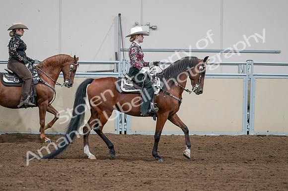 2020 - AB Morgan Horse - Fri, Sept 04 - 08490