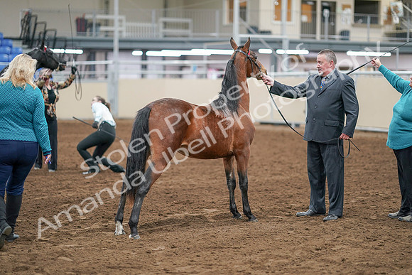 2020 - AB Morgan Horse - Sat, Sept 05 - 00103