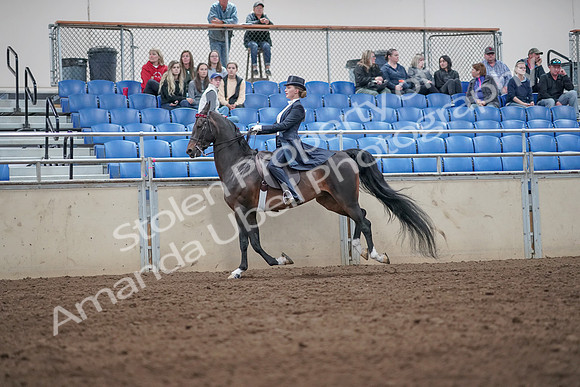 2019 Morgan Horse Show - Aug 31, 2019 - 20673