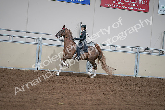 2020 - AB Morgan Horse - Fri, Sept 04 - 09606