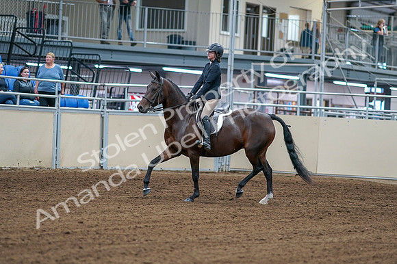 2020 - AB Morgan Horse - Fri, Sept 04 - 01497