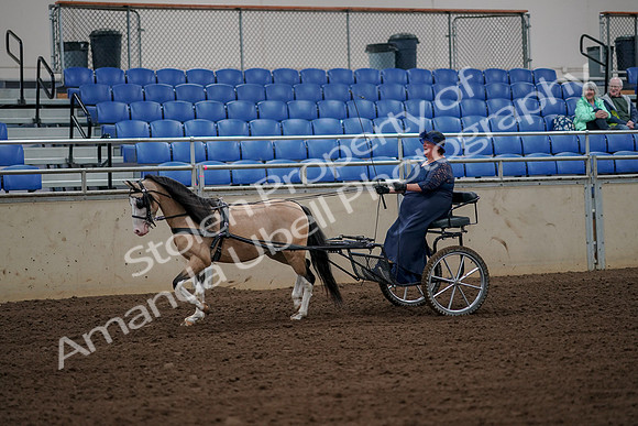 2019 Morgan Horse Show - Aug 30, 2019 - 13112